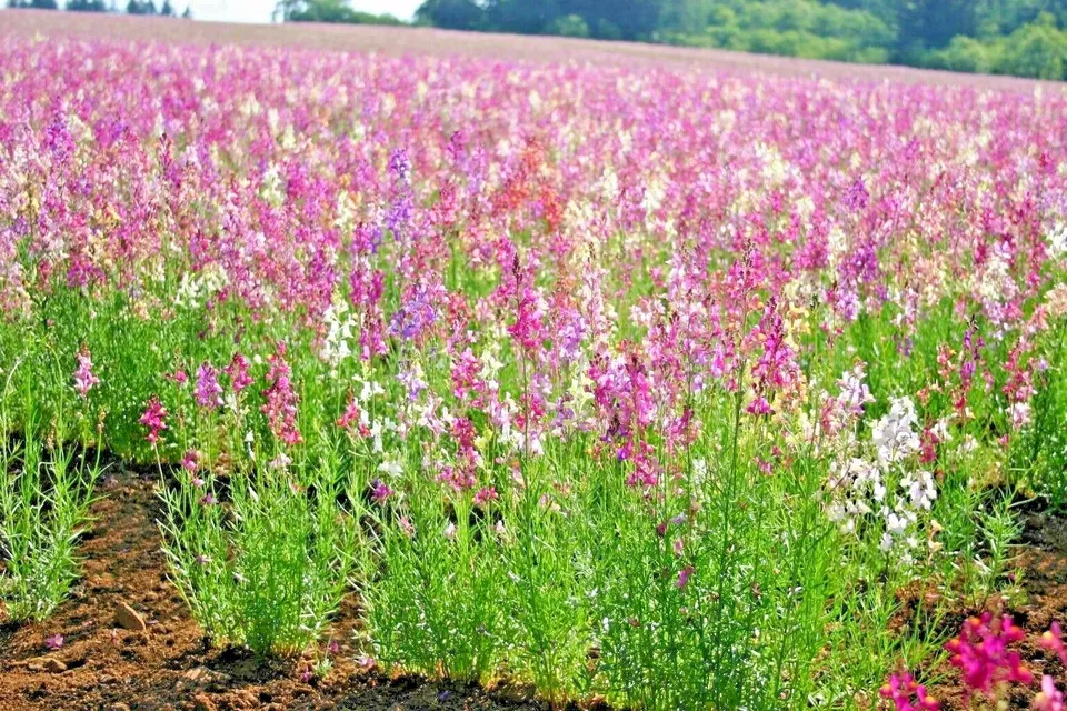 2000 Mix Snapdragon Northern Lights Flower Seeds Garden - £4.80 GBP