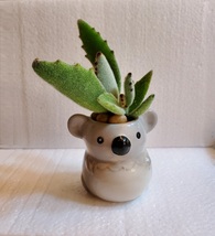 Succulent in Koala Planter, Panda Plant, 2.5&quot; ceramic - £15.22 GBP