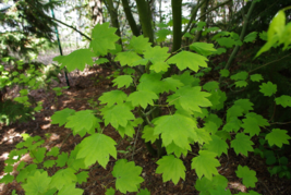 10 Pc Seeds Vine Maple Tree Plant, Acer circinatum Seeds for Planting | RK - £14.12 GBP