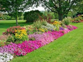2001 Tall Native Wildflower Mix Seeds 19 Flowering Cut Flowers Fast Easy Annuals - $11.98