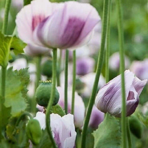 20,000 Tasmanian Papaever Somneferum Poppy Seeds (No Wash) for Gardening... - $21.52