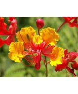 Bird of Paradise Live Plant 6&quot; Pot, Pride of Barbados, Caesalpinia Pulch... - £19.48 GBP