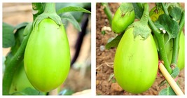 1200 Seeds Xi&#39;an Green Allure: Unveiling the Green Eggplant Seeds Fresh ... - $25.99