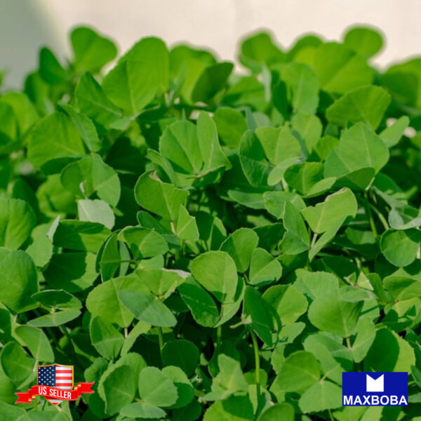 Premium 560 Seed Fenugreek Methi Non Gmo Heirloom Aromatic Microgreen Medicinal