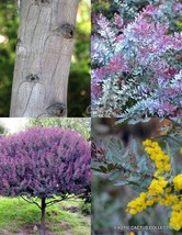 Acacia Baileyana Purpurea cootamundra rare flowering wattle tree purple 50 seeds - £10.95 GBP