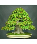 FMG Trident Maple Seeds Bonsai Acer Buergeranum Lot Of 20 Seeds Planting... - $319.59 MXN