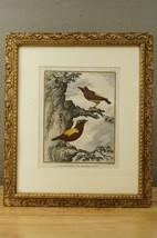 Antique Bird Print Framed Art Hand Colored Le MANAKIN Hupe Tom IV Plate XX - £49.82 GBP