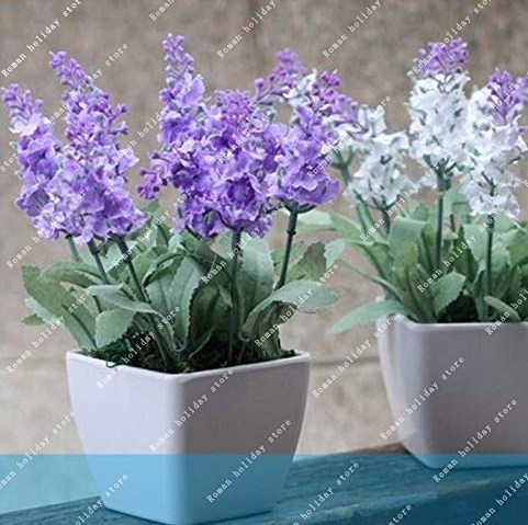Primary image for 100 PCS Bag French Provence Lavender Bonsai Very Fragrant Organic Lavender Plant