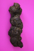 Giant Lizard Poop 5 Million Years Old Coprolite Genuine Fossil Dino Girl... - $29.99