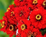 Beautiful Zinnia Seeds Will Rogers Non-Gmo 100 Seeds Fast Shipping - $7.99