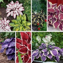 hosta plants. hosta bulbs. hosta seeds purple. hosta seeds - $5.45