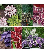 hosta plants. hosta bulbs. hosta seeds purple. hosta seeds - $5.45