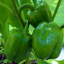 Emerald Giant Sweet Bell Pepper Seeds Open Pollinated Vegetable Seeds No... - $10.37