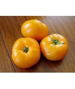 MX Tomato Seed Jubilee Tomato Heirloom 500 Seeds Non GMO Vegetable Bulk ... - $24.12