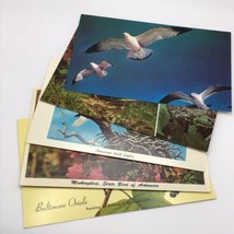 Vintage Bird Postcards Robin Bald Eagle Sea Gulls Mockingbird Oriole Lot... - $9.89