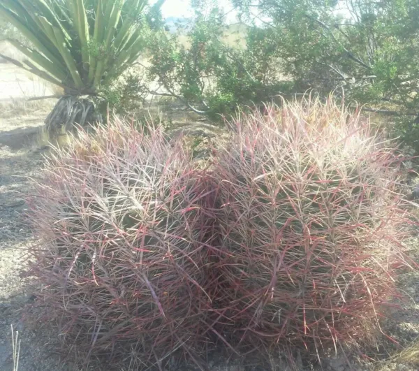 Barrel Cactus Seeds Ferocactus Cylindraceus 100 Seeds 2023 Gardening - $14.99