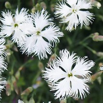 Sand Pink Seeds Organic Dianthus Arenarius Seeds White Outdoor Flower Se... - $9.98