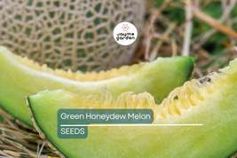 Green Honeydew Melon Seeds - Heirloom, Non-GMO - 115 Days to Maturity - ... - $4.99+