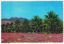 Postcard Date Palm Grove Pink Verbenas - £3.05 GBP