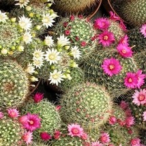 Exotic Mammillaria Mix Cactus Seeds (10) - Rare Succulent Collection, Start Your - £7.71 GBP
