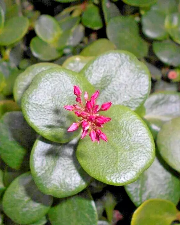Succulent Crassula Multicava GREEN FAIRY JADE 2 Live 2&quot; Unrooted Plant C... - $475.91 MXN