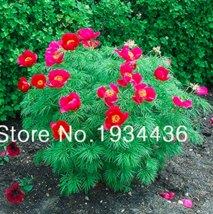 Peony Double Flowering Fernleaf Peony Rubra Plena Plant For Flower Pot P... - $277.50 MXN