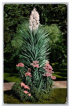 Yucca in Full Bloom UNP DB Postcard T21 - £2.29 GBP