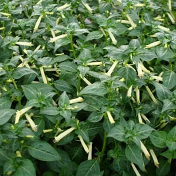 Cigar Plant Cuphea Ignea White 15 Fresh Seeds - £10.71 GBP