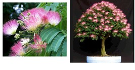 SILK MIMOSA TREES 1&#39;- 2&#39; SEEDLINGS FRAGRANT PINK FLOWERING ALBIZIA LIVE ... - $57.99