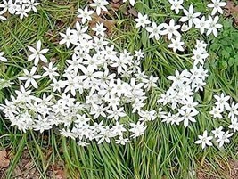 US Seller 50 Seeds Star Of Bethlehem Seeds Suited For Canadian Climate Fast Ship - £11.03 GBP