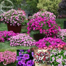 Mixed 8 Types Of Bonsai Trailing Petunia Flower Dwaft Calibrachoa 100 Seeds Ligh - £7.53 GBP