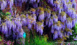 USA Store 10 Seeds Store Chinese Wisteria Sinensis Flowering Purple Climbing Vin - £17.48 GBP