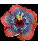 PATB VOODOO QUEEN Rooted Tropical Hibiscus Plant Ships Bare Root - £31.89 GBP
