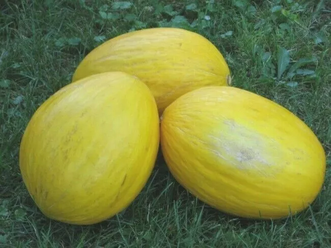 MBK 50 Seeds Crenshaw Melon Cantaloupe Fruit Heirloom Non-Gmo - £7.20 GBP