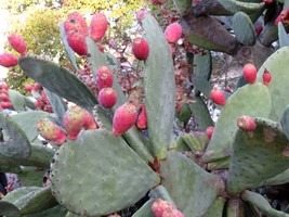 1 live pad - opuntia ficus indica (fig opuntia, or prickly pear) * purple - £8.65 GBP