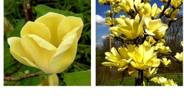 2.5&quot; pot Yellow Bird Magnolia Gardening Beautiful Plant - £37.02 GBP