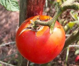 Tomato, Marglobe Tomato Seeds 50 Seed Pack,Organic, Usa Product. Packed By Jacob - £3.90 GBP