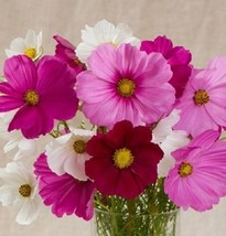 35 Cosmos Versalles Mix Flower Seeds Long Lasting Annual/Drought TolerantFrom US - $8.35