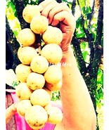 Longkong Lansium parasiticum Meliaceae 5 Seeds ThailandMrk - $6.86 CAD