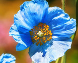 Blue Himalayan Poppy Tibetan Meconopsis Betonicifolia 50 Seeds 6 - $8.99