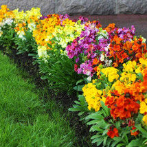 Tisseeds Wall English Wallflower Perennial Mix 55 Seeds Fast Ship Us - £6.72 GBP