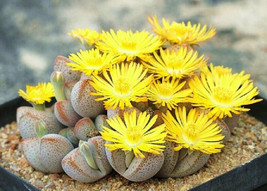 Dinteranthus Microspermus puberulus,  mesembs living stone cacti seed 50... - £6.97 GBP