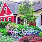 Hydrangea Flower Giant Gorgeous Garden Plants Mix Color Flower Seeds Garden 20 - $5.99
