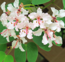 5 Pc Seeds Maloo Creeper Flower Plant, Bauhinia vahlii Seeds for Planting | RK - £15.10 GBP