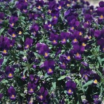 Viola Cornuta King Henry 50 Seeds Fresh Garden - $6.58