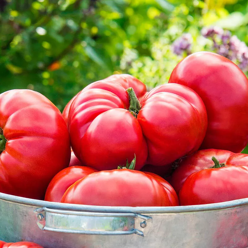 SKMO Mortgage Lifter Tomato Vegetable Heirloom 30 Seeds Indoor Gardening - $9.10