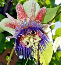 Sweet Calabash Seeds *ping* Passiflora Maliformis Fruit Vine 10 Seeds From US - $13.95