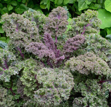 US Seller Red Russian Kale Vegetable Purple Collard Lettuce New Fresh - £6.10 GBP