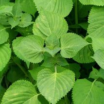 Green Shiso Seeds, Perilla, Beefsteak Plant, Korean Basil, NON-GMO, FREE... - €1,69 EUR+