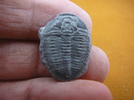 (f705-61) Complete Trilobite fossil trilobites extinct marine arthropod ... - $20.56